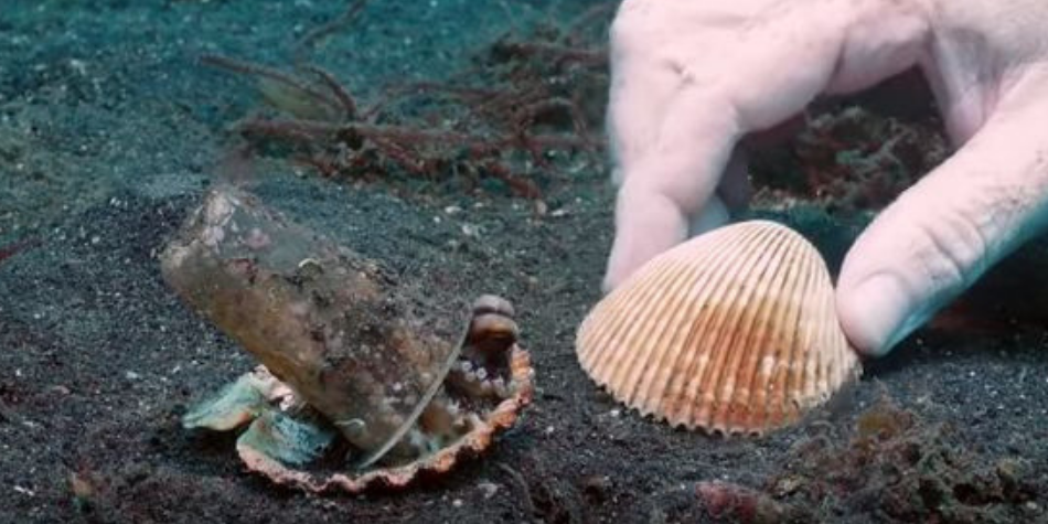 Hacen que pulpo que vivía en la basura encuentre un nuevo hogar y se ganan la admiración de las redes