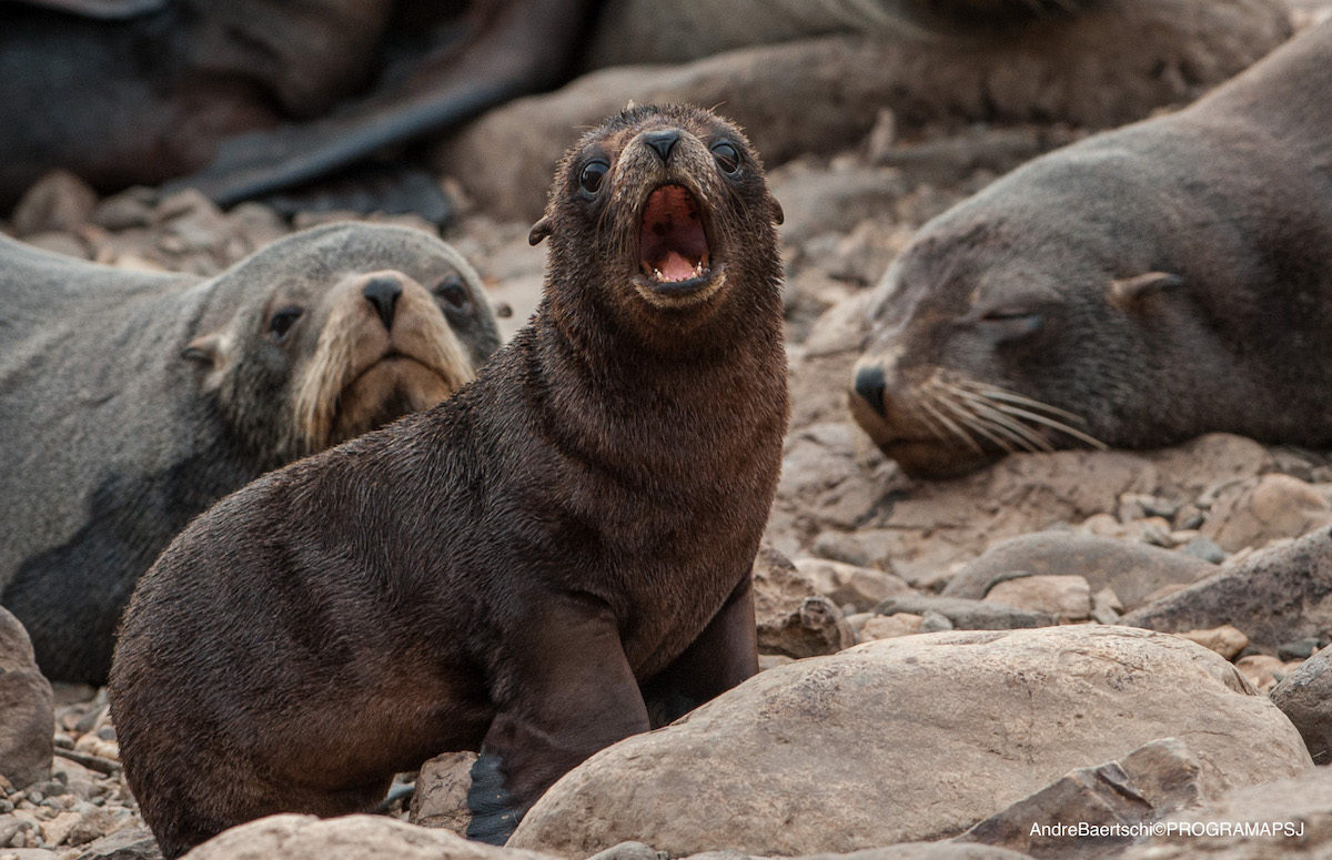 Noticias Sobre Lobo Marino El Comercio Peru