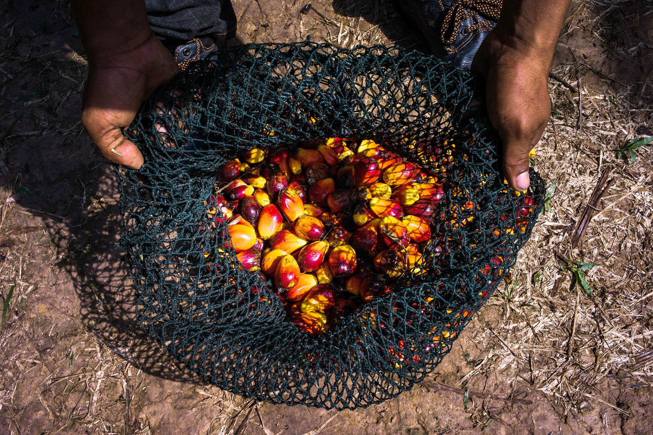 Gigante de aceite de palma quiere crecer en Latinoamérica