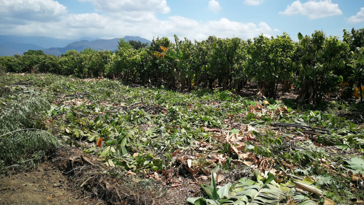 Agricultor erradica cacao en Piura. (Foto: Difusión APPCacao)