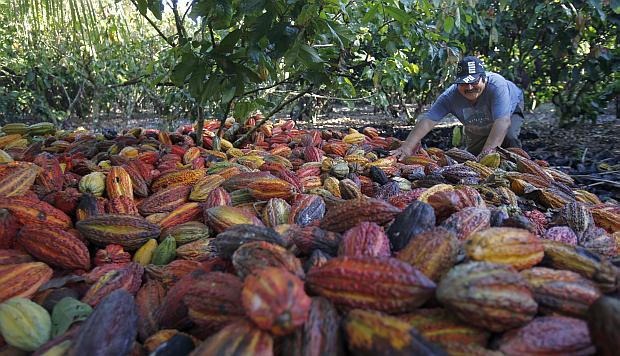 Cacao: Plantean el uso de fertilizantes capaces de atenuar la absorción de cadmio