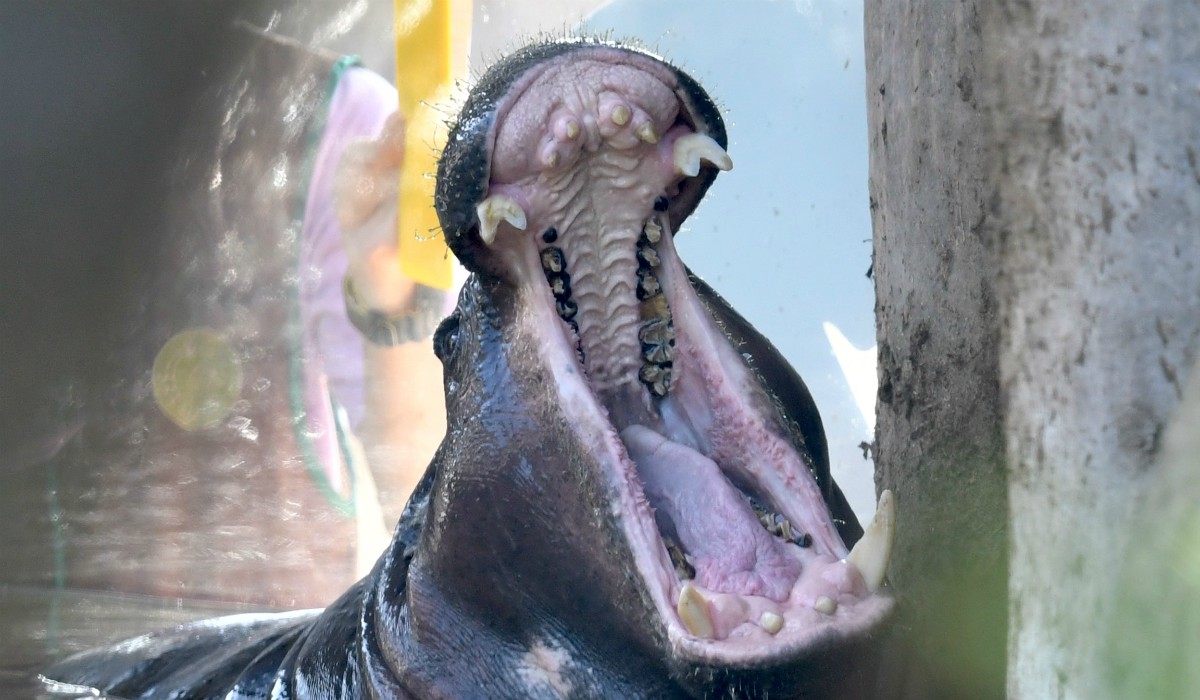 Las fotografías más espectaculares de animales de todo el 2019