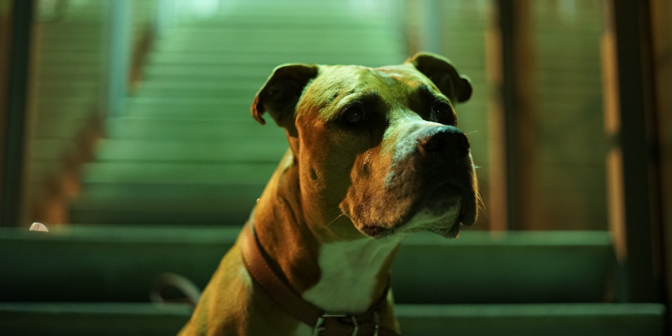 YouTube viral: Una perrita asistió como testigo en su propio juicio por maltrato animal | VIDEO
