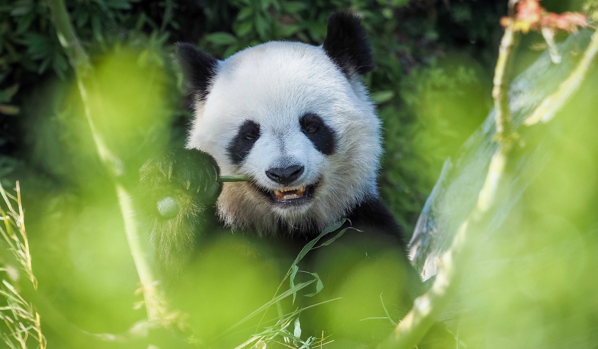 Las fotografías de animales más impresionantes del año