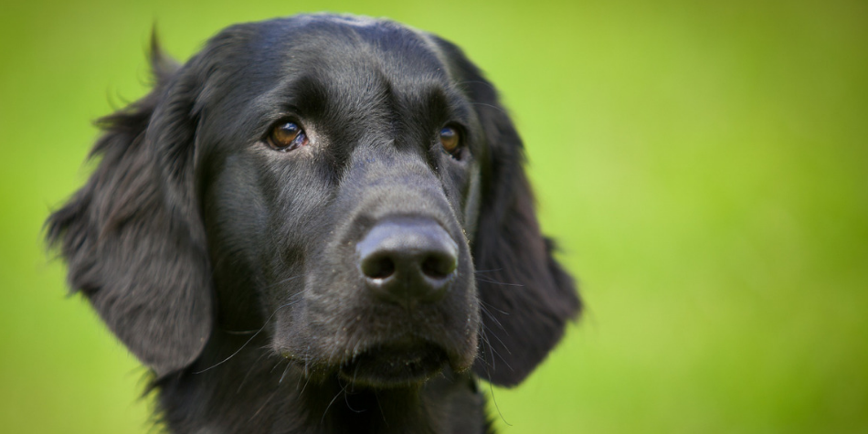 Un gentil perro ayuda a que un ave atrapada en un pórtico encuentre su camino a casa