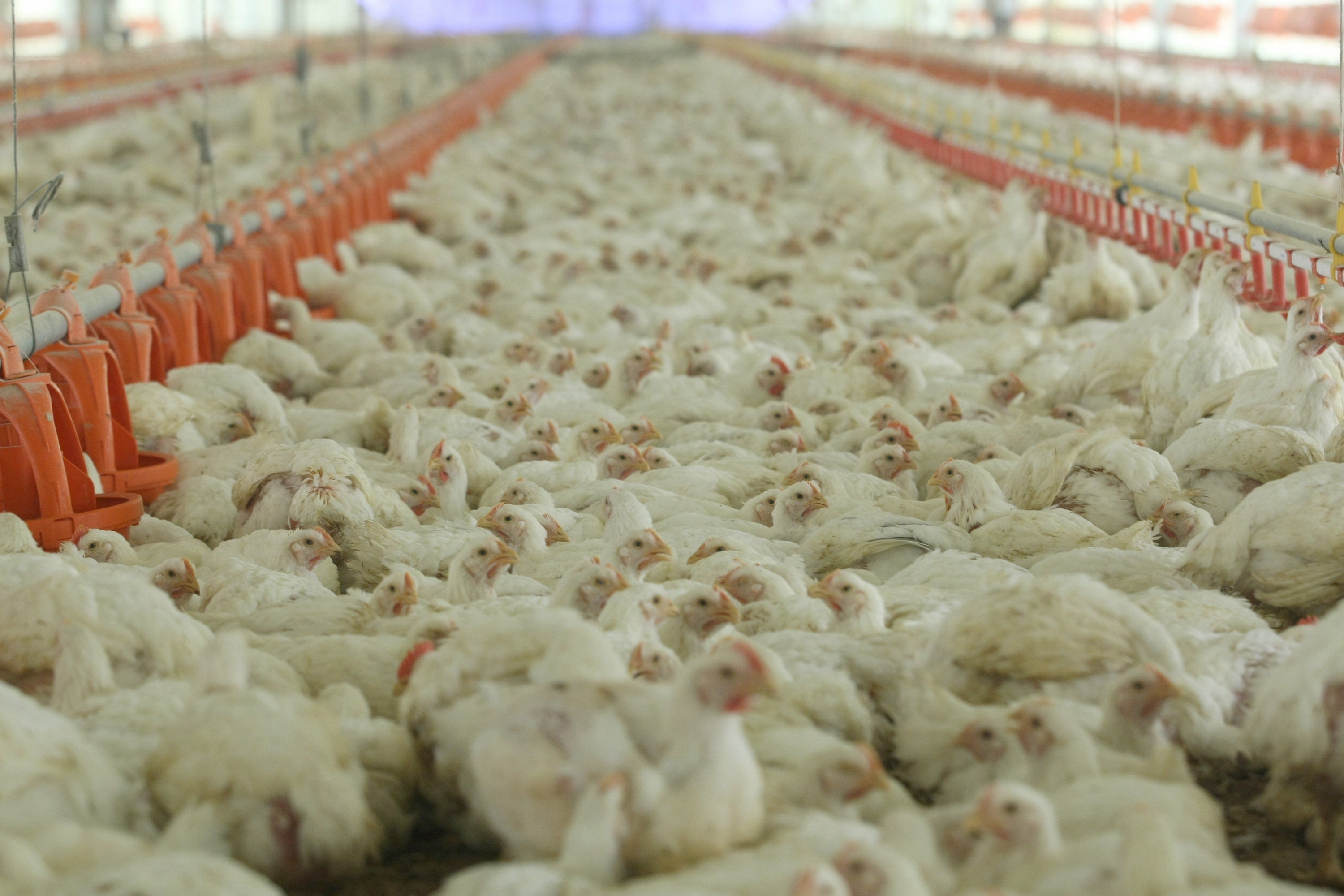 Perdida de peso entre pollo vivo y sacrificado Perdida de peso entre pollo vivo y sacrificado
