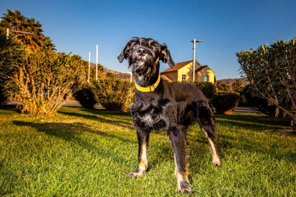 'Orejitas' es un perrito joven que quiere jugar, salir, recibir y dar mucho amor. (Foto: Facebook Adopciones David Fernández)