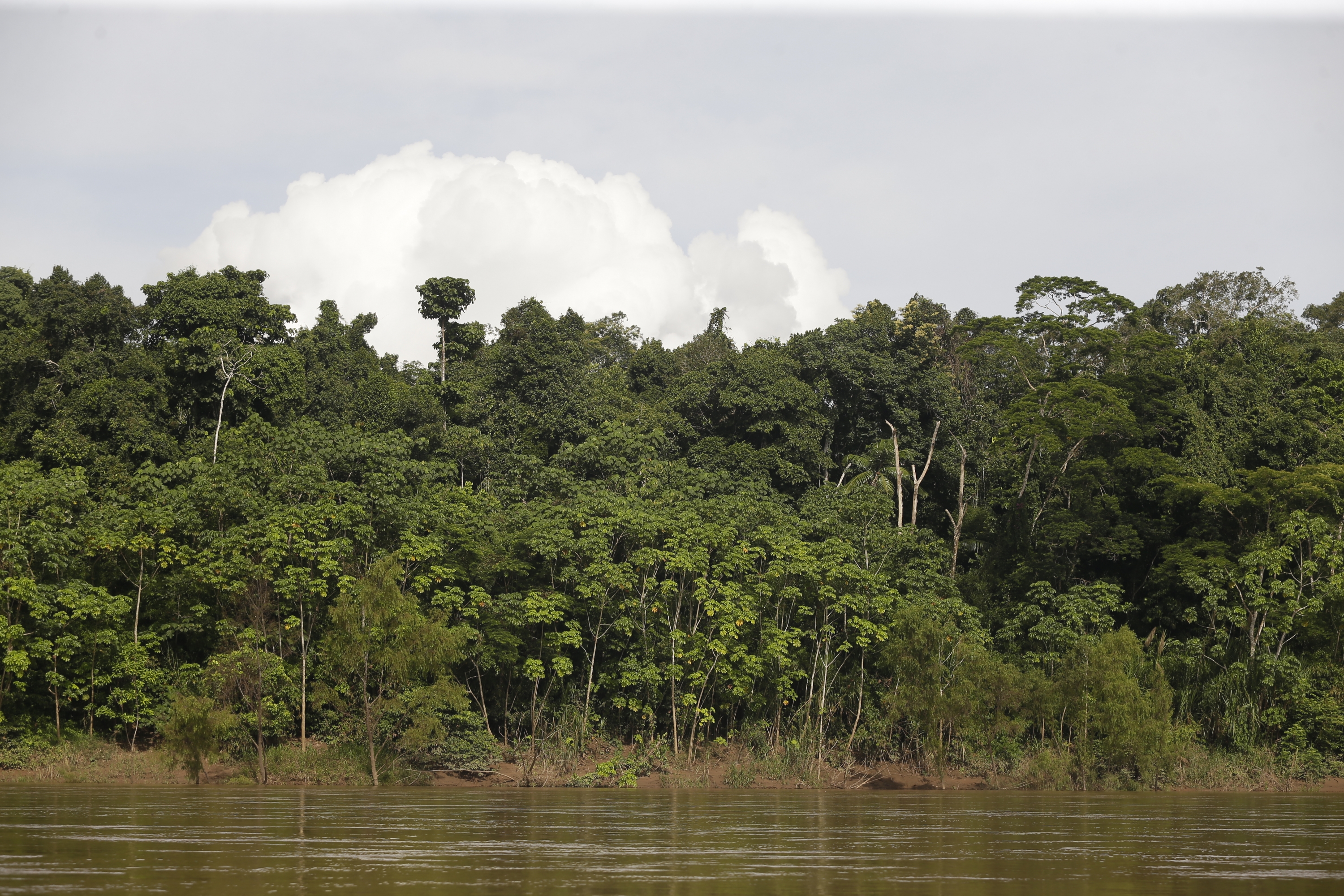 Lanzan campaña para proteger reserva de Amazonía peruana de la minería ilegal