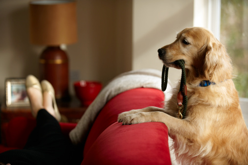 Es importante que el médico examine a tu mascota al menos dos veces al año para diagnosticar correctamente cualquier enfermedad relacionada con la edad. (Getty Images)