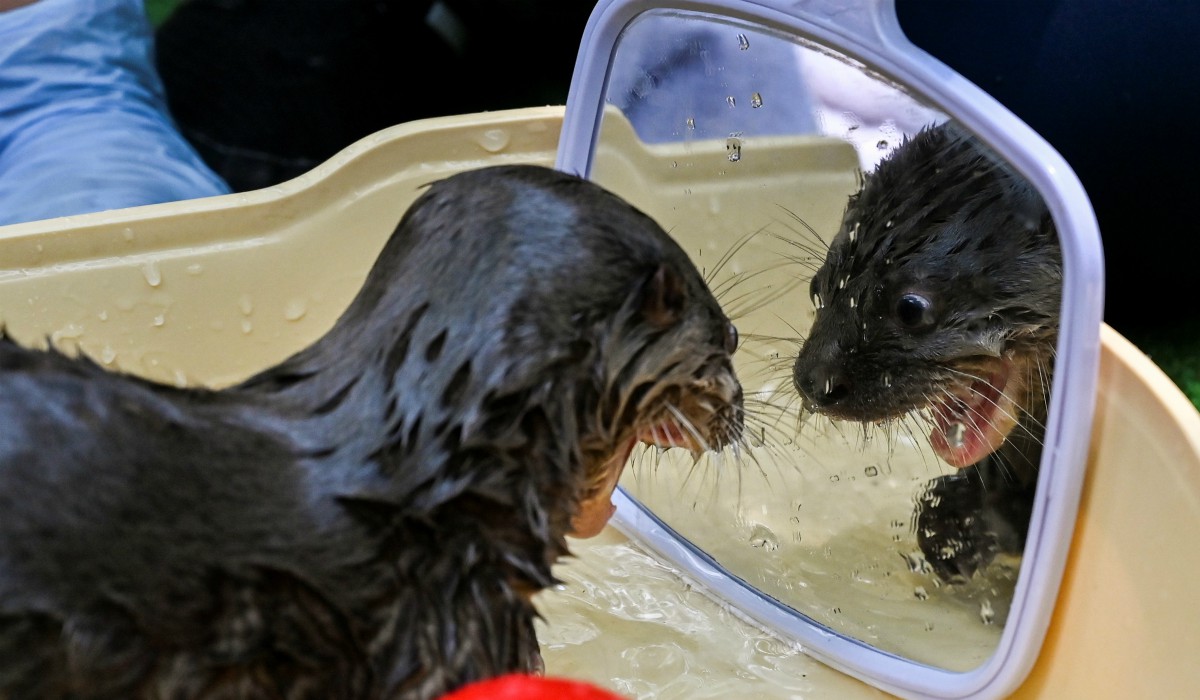 Las fotografías de animales más impresionantes del año