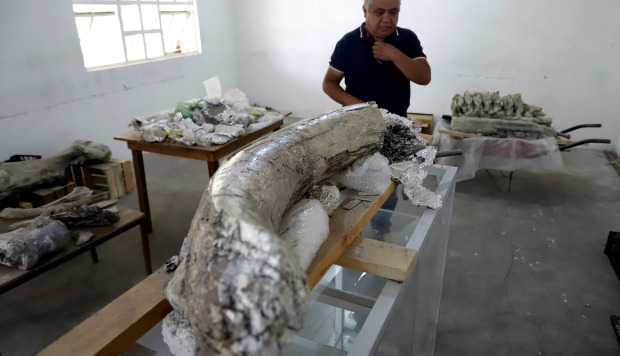 Héctor Aguilar Rosas, de la asociación civil Tepalcayotl, muestra los restos fósiles de un mamut. (Foto: EFE)