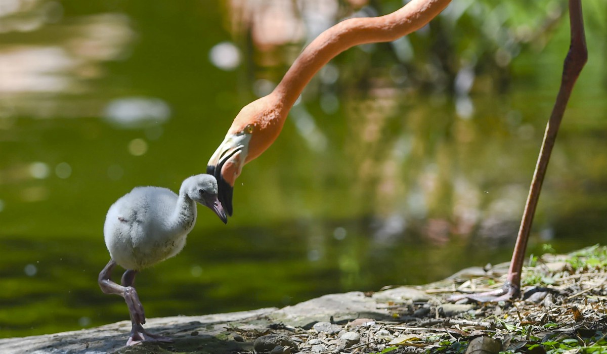 Las fotografías más espectaculares de animales de todo el 2019