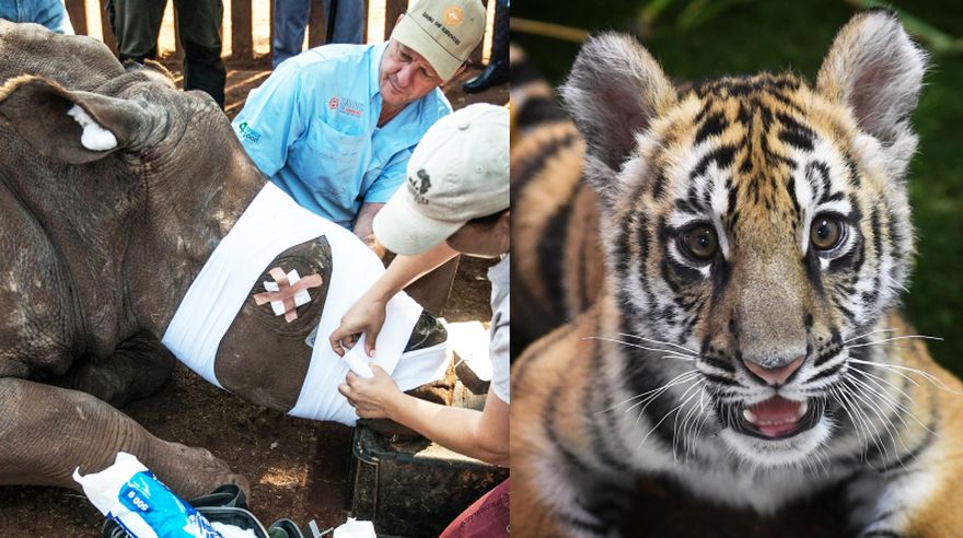 China legaliza el comercio de productos a base de tigre o rinoceronte