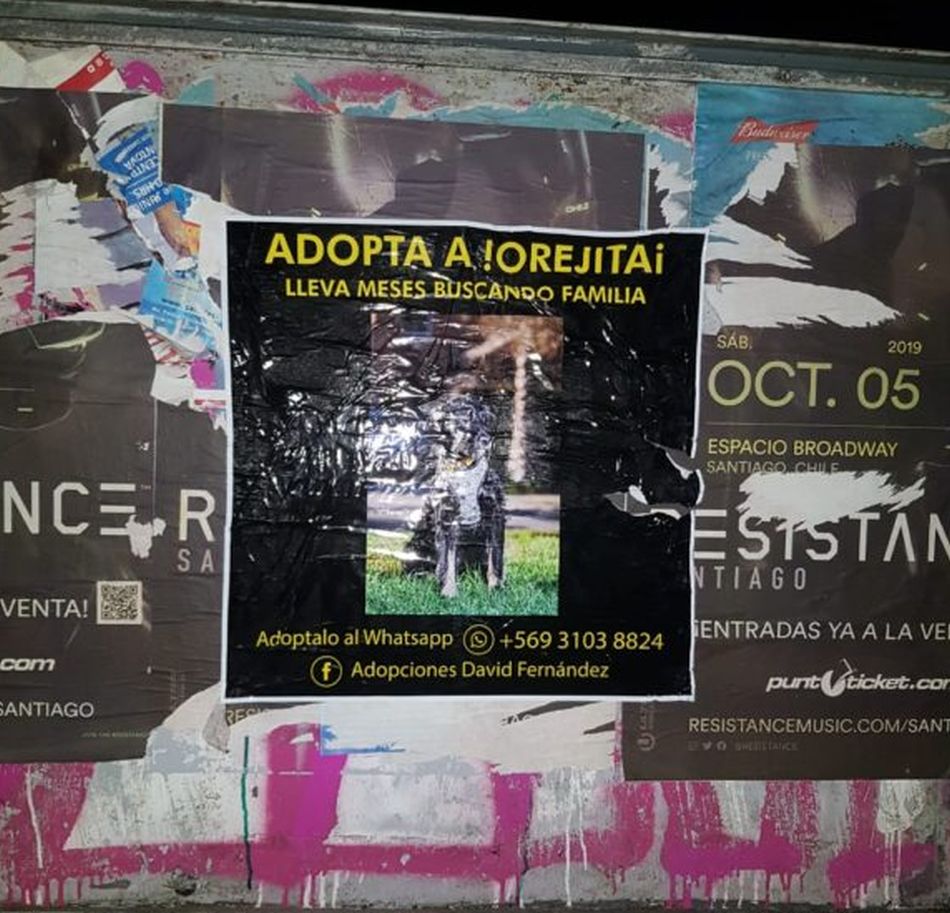 Las calles de Santiago han sido invadidas por carteles buscando un hogar para el tierno 'Orejitas'. (Foto: Facebook Adopciones David Fernández)