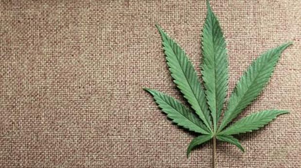 Scotiabank: Sector de marihuana es real y hay dinero que ganar