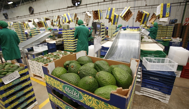 Exportaciones de palta y pota registraron valores récord en primeros ocho meses