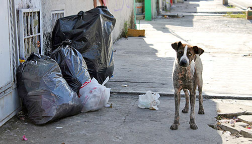 Muchas mascotas son abandonadas, pero no todas están solas