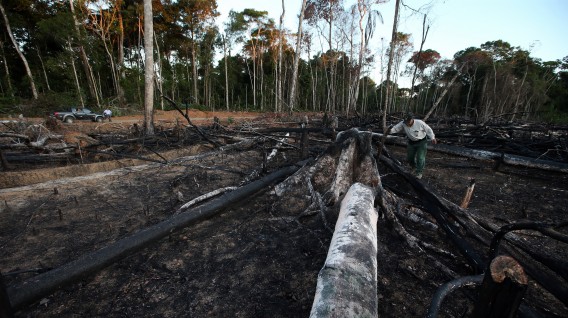 Tala ilegal de bosques: reportan nuevos caminos de deforestación en Amazonía peruana
