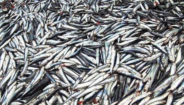 Segunda temporada de pesca hará que sector crezca por encima del 25% este año