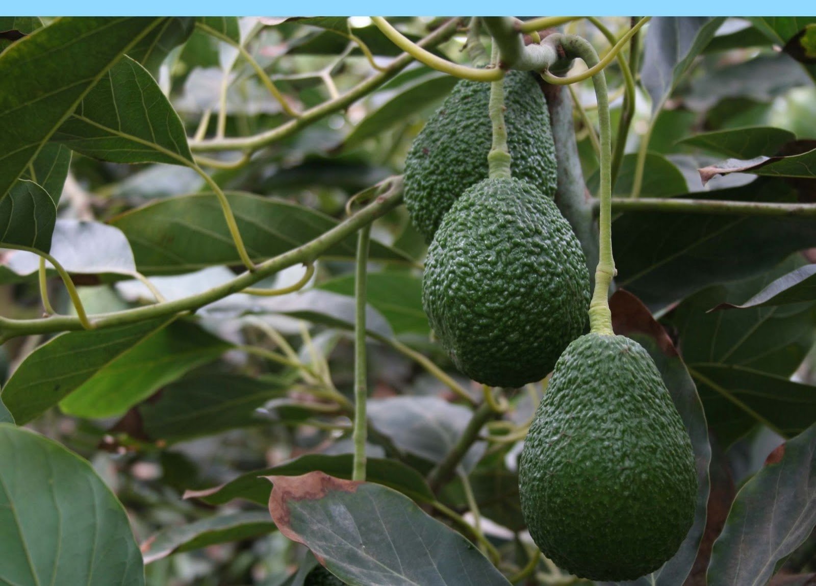 La palta de Santa Eulalia es una de las más ricas que podemos encontrar en el mercado. (Foto: GEC)