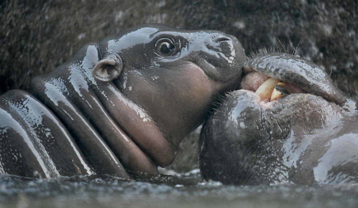 Las fotografías más espectaculares de animales de todo el 2019