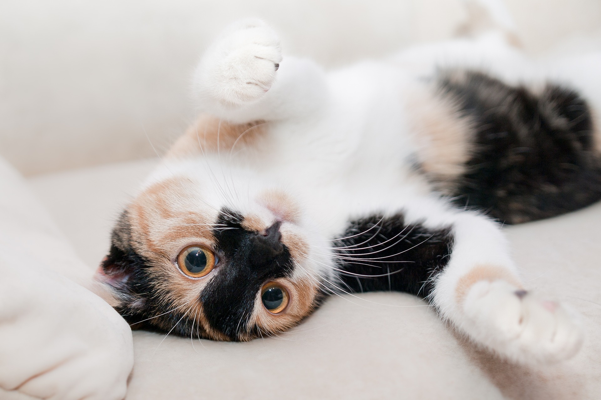 Las causas más comunes de anemia en gatos se deben a infestaciones por parásitos internos (gusanos redondos o planos) y parásitos externos (pulgas y garrapatas). (Pixabay)