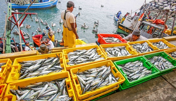 SNP: Nuevo precio de derechos de pesca resta competitividad al sector
