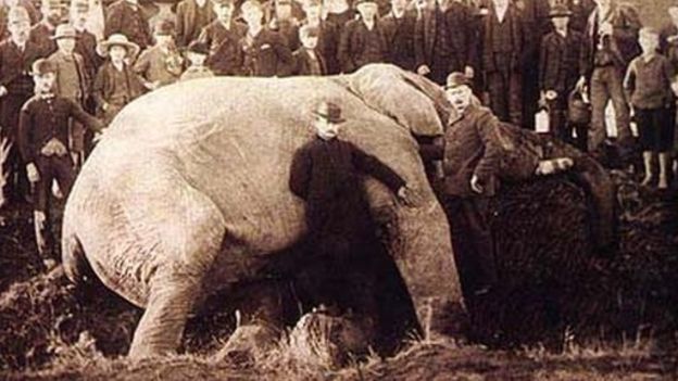 'Jumbo': La triste historia de maltrato del elefante que inspiró a 'Dumbo'. (Wiki Commons)