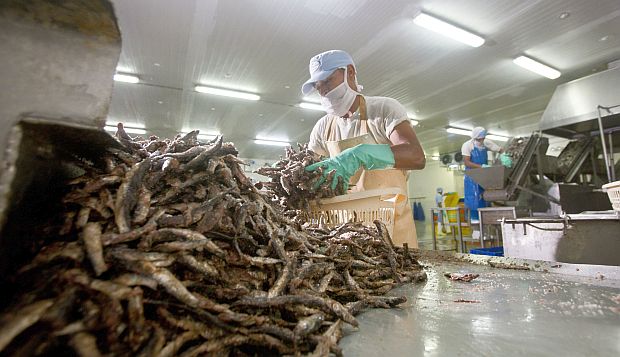 Segunda temporada de pesca de anchoveta en zona norte-centro alcanzó 98% de la cuota